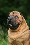 SHAR-PEI 974